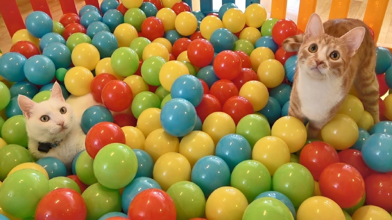 Two Cats and 500 Balls in a Ball Pit !!