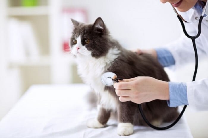 Coronary heart Murmurs In Cats: Signs, Remedy, & Life Expectancy