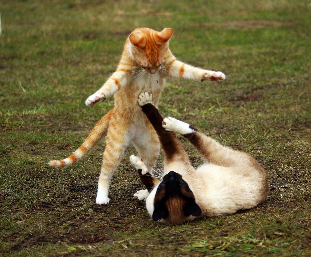Understanding Why Cats Fight