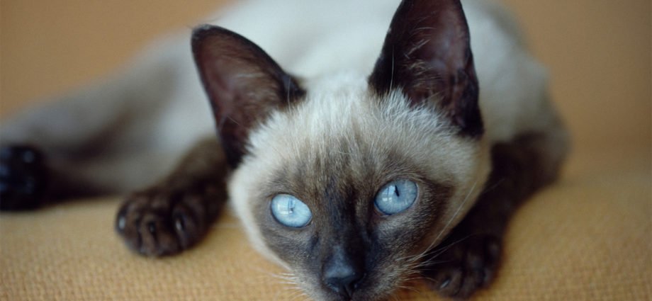 Siamese Cats - Do You Actually Need One?