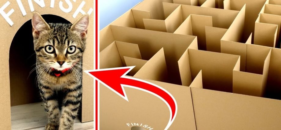 GIANT Maze Labyrinth for Cat Kittens. Can they EXIT?