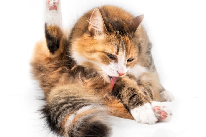 Cat Pulling Hair Out: Causes & Remedy