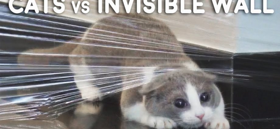 Cats vs Invisible Wall Compilation