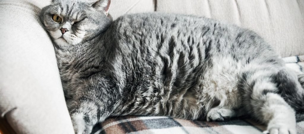 Cat Diabetes and learn how to Look after them