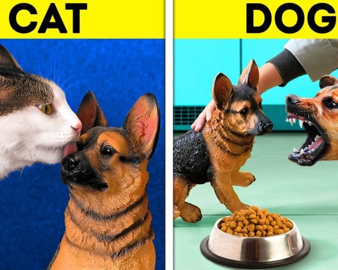 CAT VS. DOG || Cute And Useful Pet Hacks, DIY Crafts And To See Real Difference Between Them