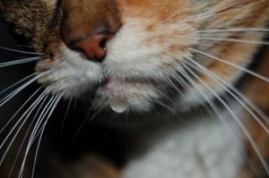Why Would A Feline Unexpectedly Start Drooling?