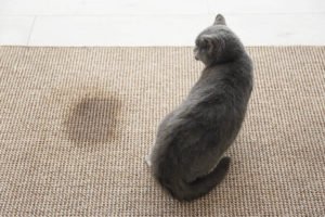 How to stop your feline from peeing outdoors his litter box