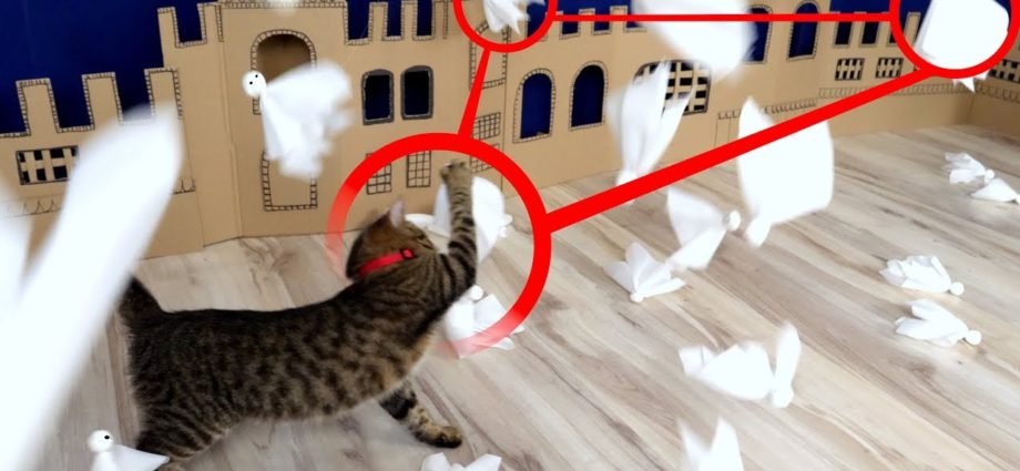 ????????Cat Kitten ATTACK on Ghost Town in Real Life.
