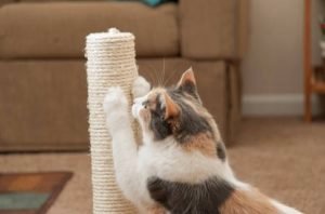 5 tips to encourage your cat to use his scratching post