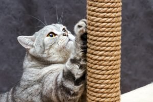 5 tips to encourage your cat to use his scratching post